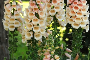 Digitalis 'Dalmation Peach' New 2025